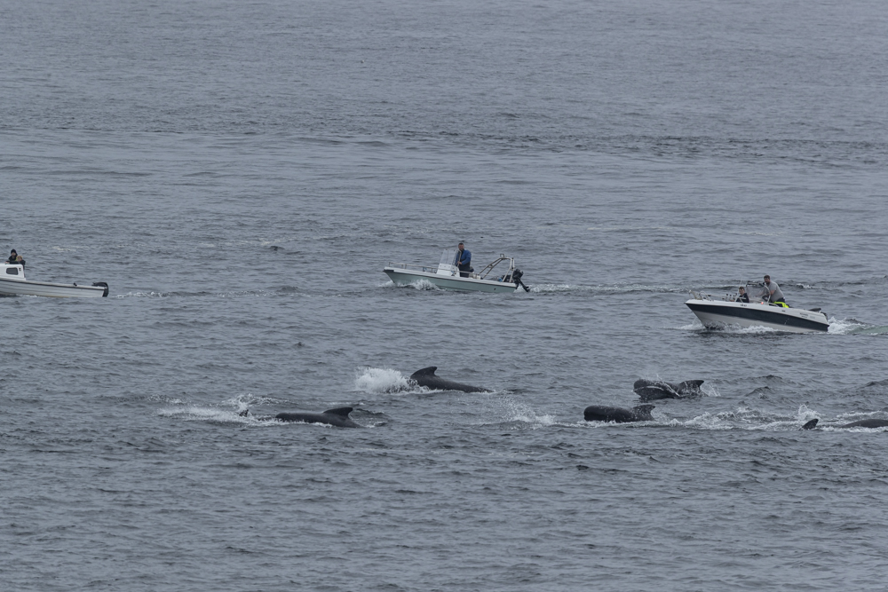 250612 LF25 AN boats and pilotwhale jumping BF2I1616