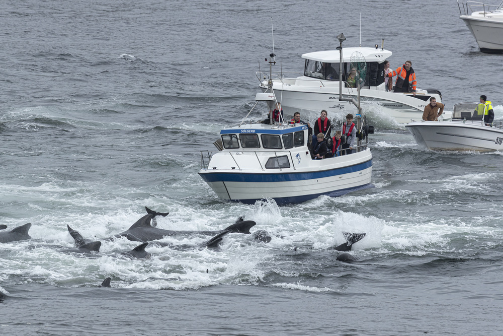 250612 LF25 AN boats trapping stressed pilotwhale BF2I1660