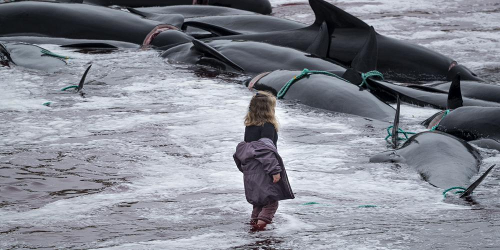 250612 LF25 AN kid at dead pilotwhales BF2I2128