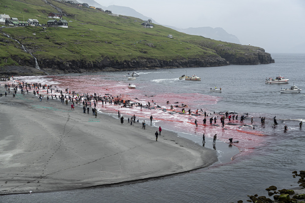 250612 LF25 AN killed pilotwhales on beach BF2I1848