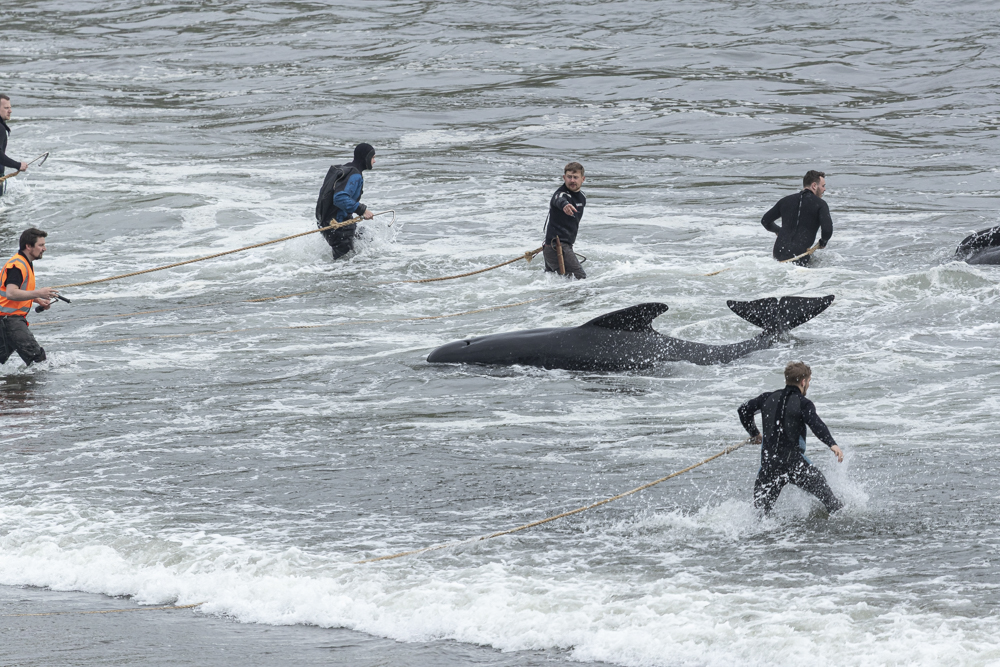 250612 LF25 AN killing pilotwhales BF2I1670