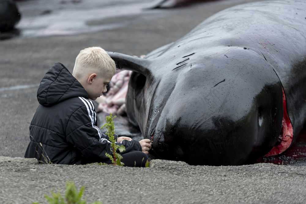250612 LF25 AN little boy checking dead pilotwhale BF2I2188