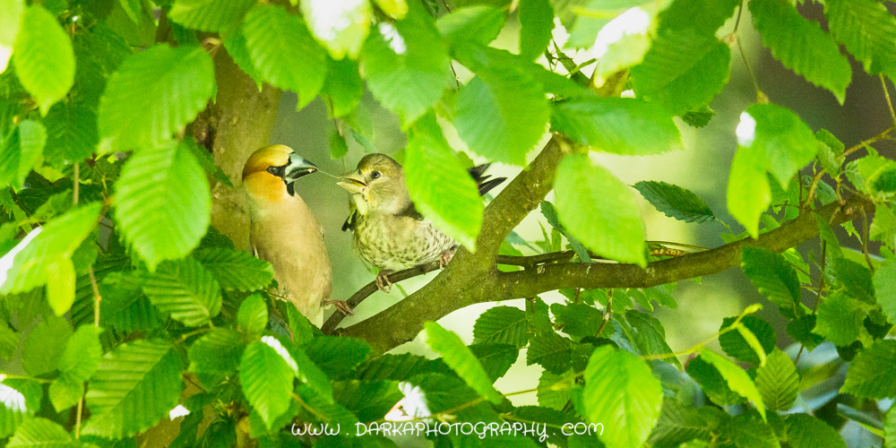 Appelvink 3