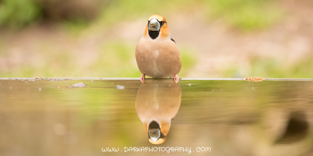 Appelvink 4