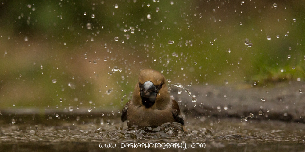 Appelvink 5