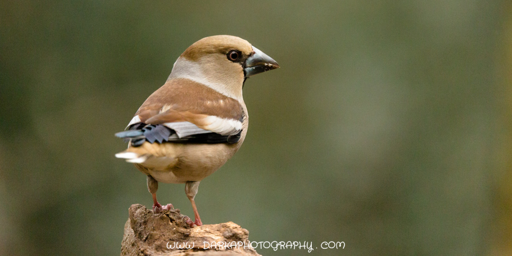 Appelvink 6