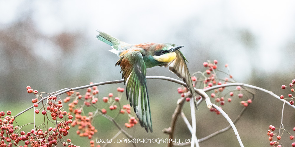 Bijeneter 5