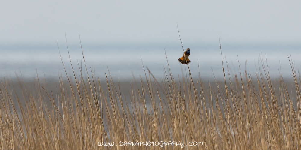 Blauwborst 1