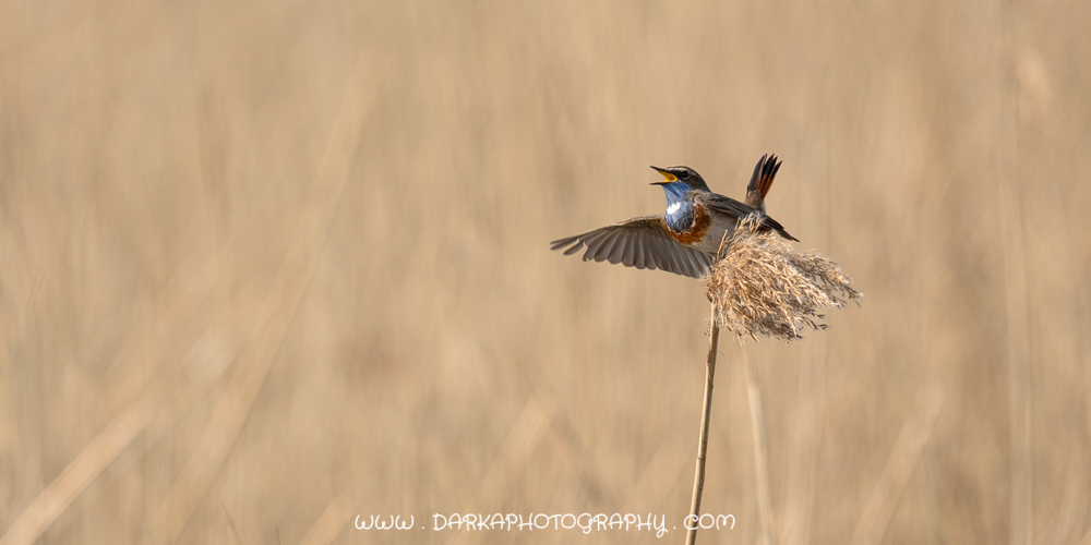 Blauwborst 2