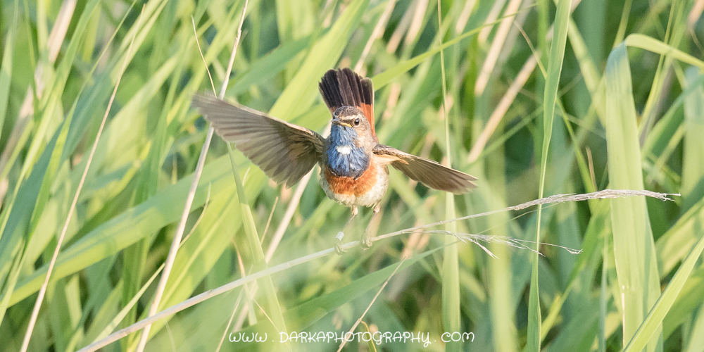 Blauwborst 3
