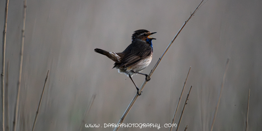 Blauwborst 8