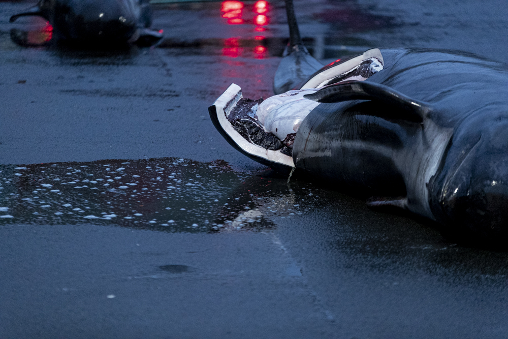 250612 LF25 AN fruitwater pregnant pilotwhale BF2I2381