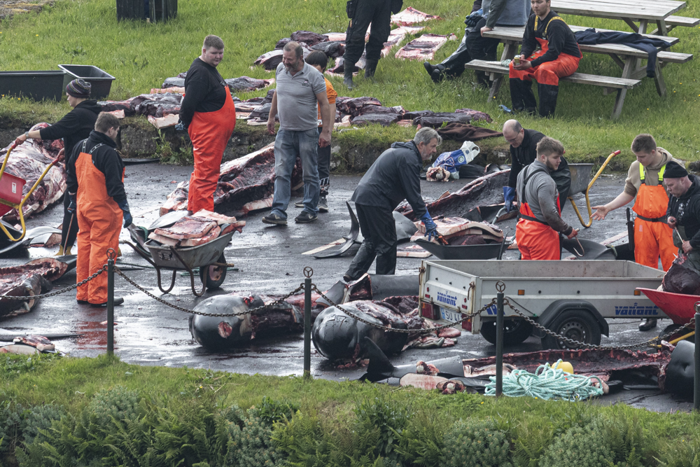 250613 LF25 AN butchered pilotwhales at kvivik BF2I2510