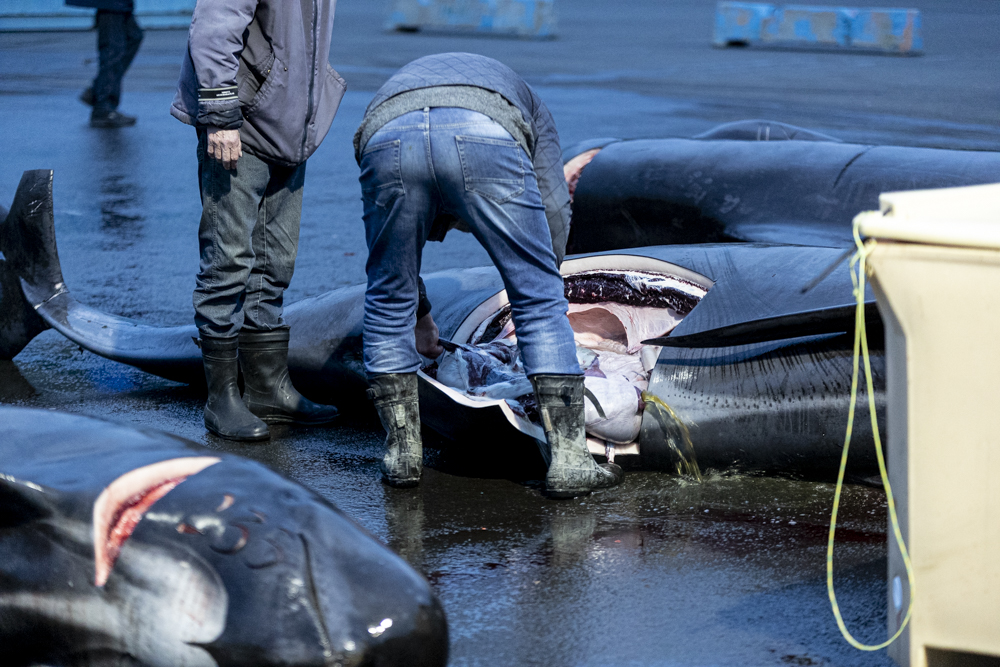 250613 LF25 AN cutting open pregnant pilotwhale at fetusbox BF2I2416