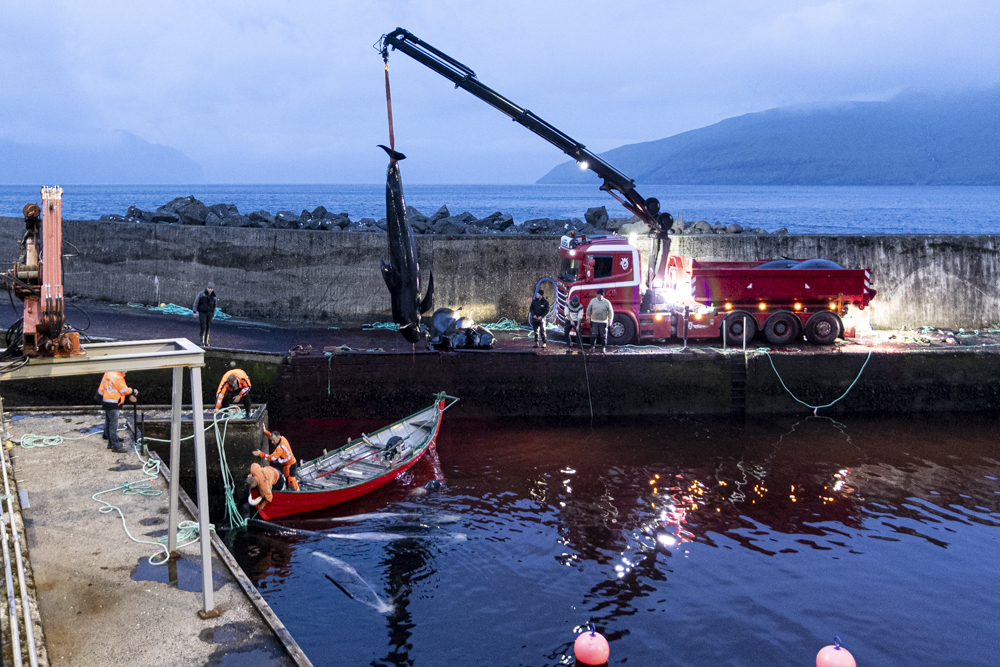 250613 LF25 AN pilotwhale hangs in crane at kvivik BF2I2497
