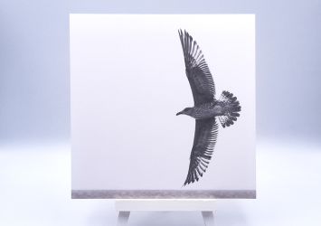 Greetingcard Free as a bird
