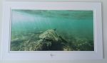 Honu