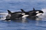 Killerwhale