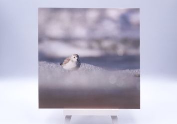 Greetingcard Foam party