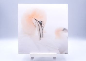 Greetingcard Perfection