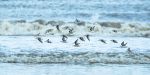 Ameland vogelfototocht