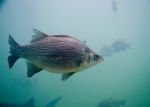 Pacific pearl White bream