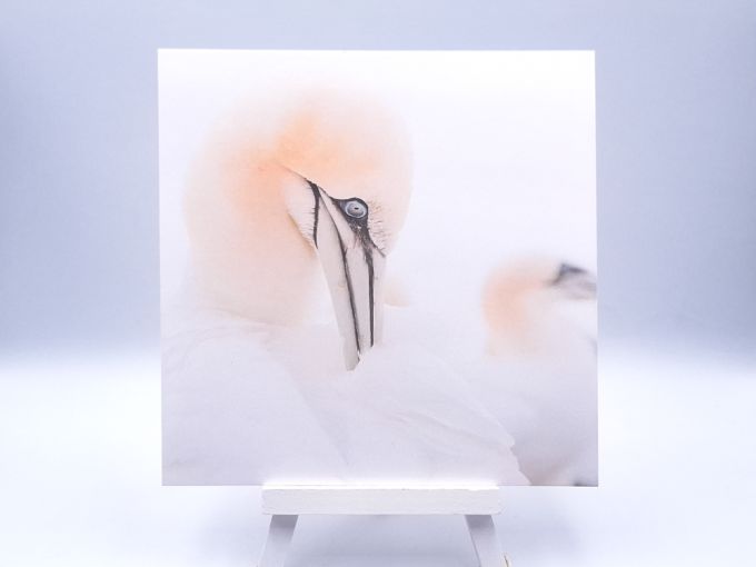 Greetingcard Perfection