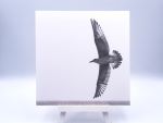 Ansichtkaart Free as a bird