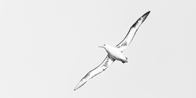 Wide wings