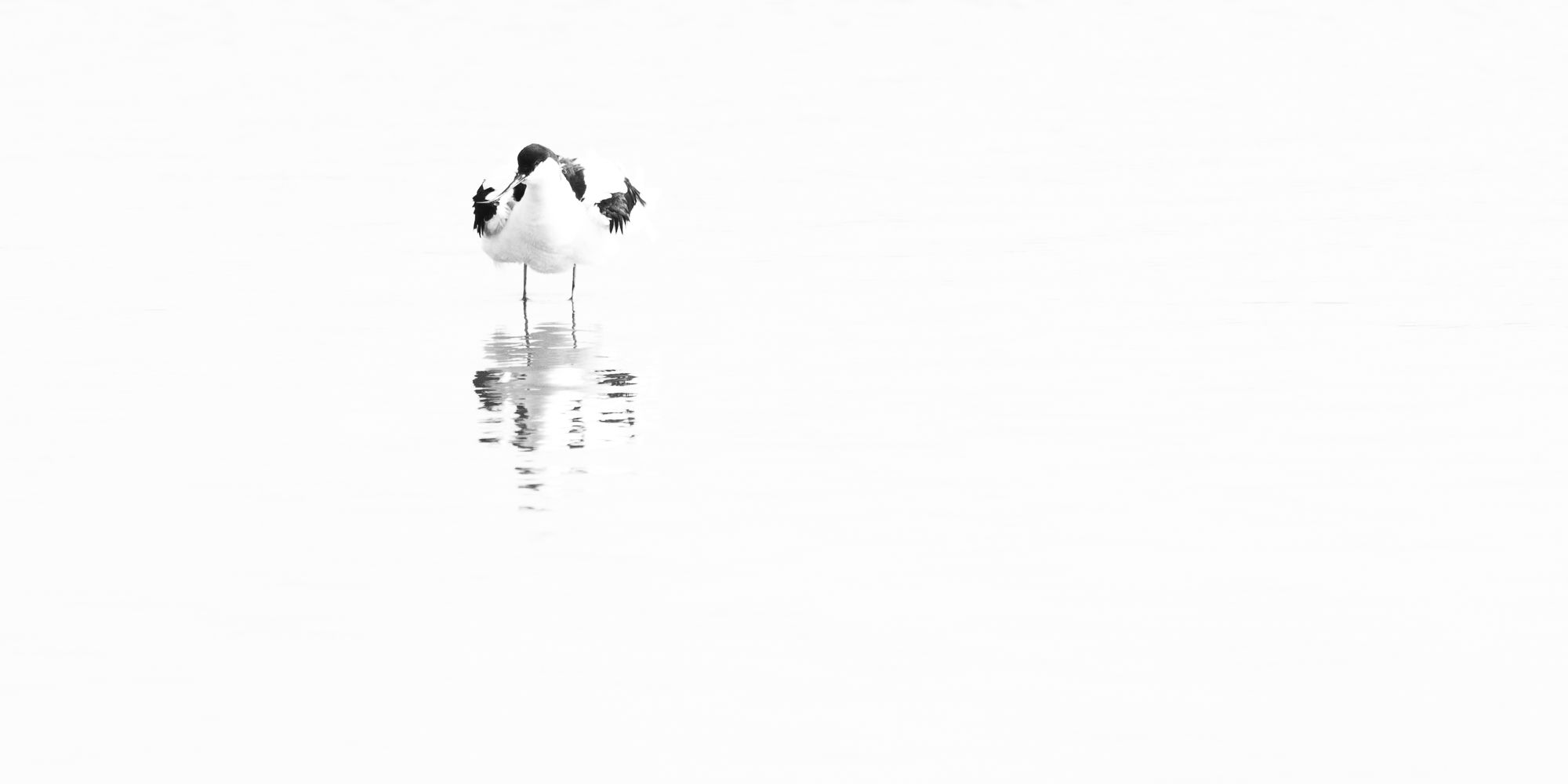 Avocet