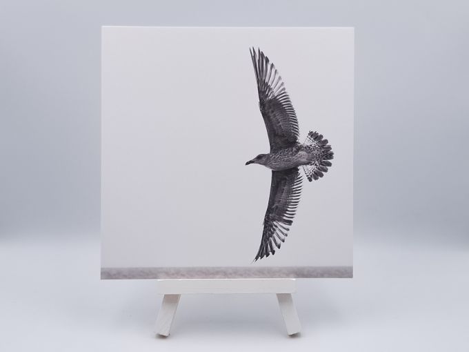 Ansichtkaart Free as a bird