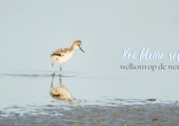 Greetingcard summer
