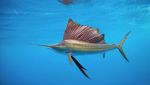 Pacific pearl Sailfish