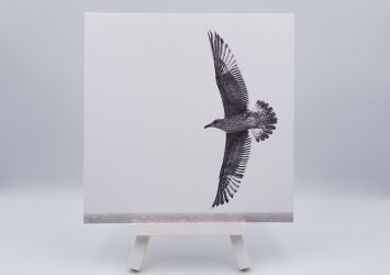 Ansichtkaart Free as a bird