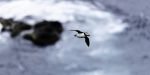 Puffin