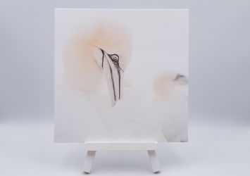 Ansichtkaart Perfection