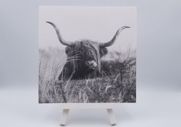 Ansichtkaart Scottish vlielander