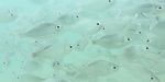 Plenty of fish in the sea
