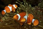 Pacific pearl Clownfish