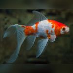 Pacific pearl Goldfish