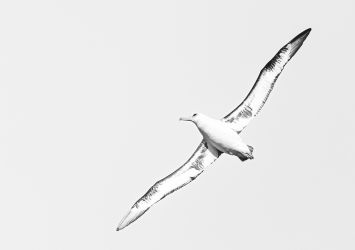 Wide wings
