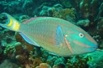 Pacific pearl Parrotfish