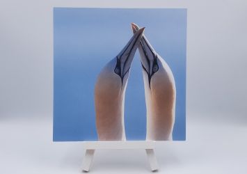 Ansichtkaart Crossing bills